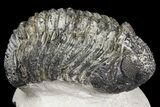 Drotops Trilobite With White Patina - Great Eyes! #153962-1